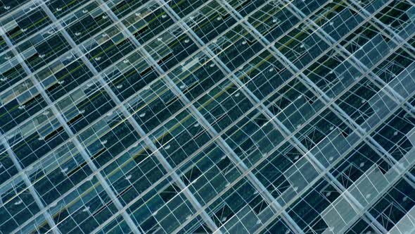 Aerial Top View of Venlo or Dutch Greenhouse Plant