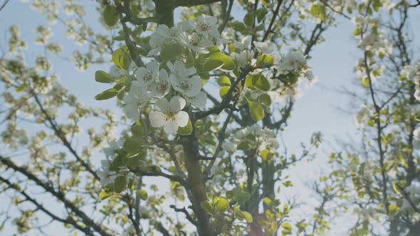 Spring Apple Flowers on Apple Branch Trees Blossom in the Garden Super Slow Motion