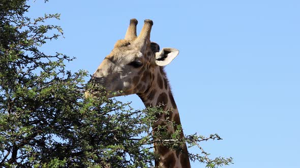 Giraffe Feeding On A Tree - South Africa
