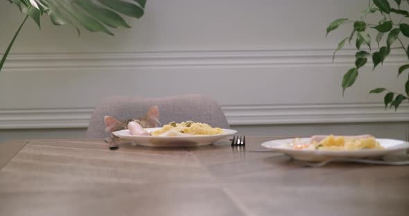 Humor, Domestic Cat Steals Sausage Food From Plate on Table