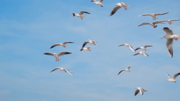 Woman Throws Bread to the Sky and Feeds Soaring Seagulls and Albatrosses Flying Over the Sea  60p