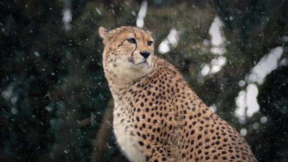 Cheetah In Snowfall