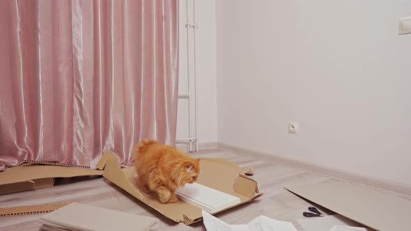 a Fluffy Ginger Cat Walks Along a Box with Disassembled Furniture Which Lies on an Ol in the Room