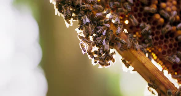 Closeup a Lot of Bees Roaming on the Side of a Beehive Frame with Honeycombs Wax and Honey Focus