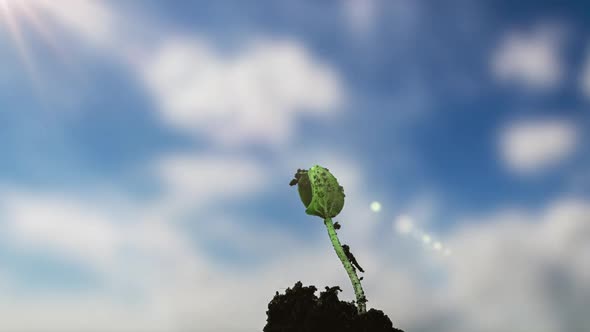 Time Lapse of Growing Green Cucumber