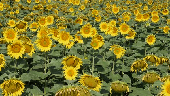 Endless sunflower Helianthus annuus plant field 4K footage