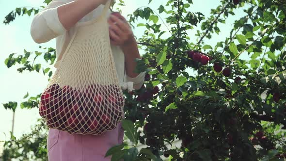 Unrecognizable Woman Picking Plums in String Eco Mesh Bag in Her Family Backyard Garden Slow Motion