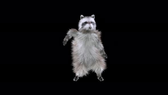 Raccoon Dancing 4K