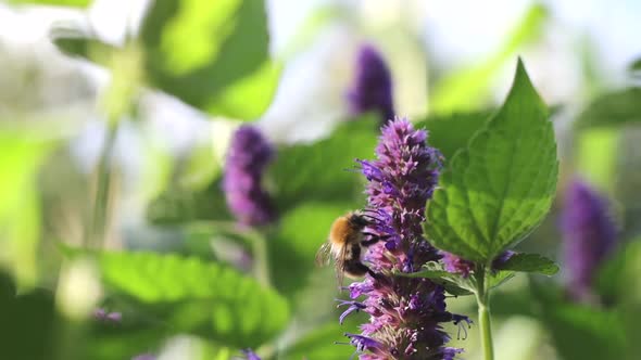 Blooming Mint and Bumblebee. Slow Motion 4x.