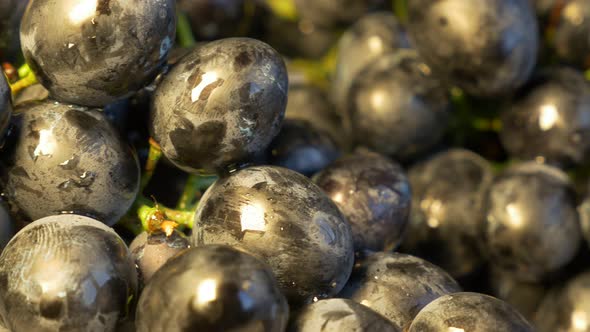 Grape fresh juicy fruit background in 4K UHD 2160p footage - Vine close up 4K UHD 3840X2160 panning 