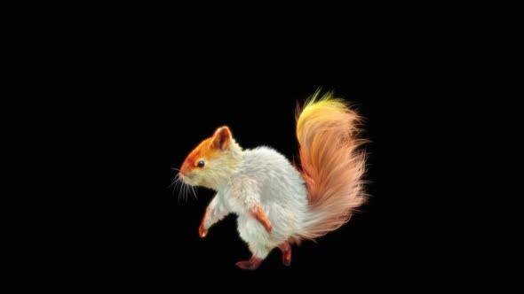 66 White Squirrel Dancing HD