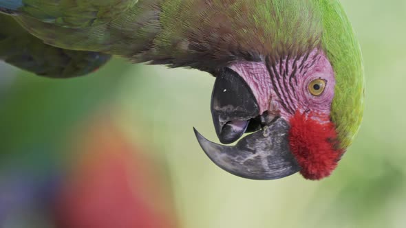 Vertical close up headshot of a Red-fronted macaw against a blurred background