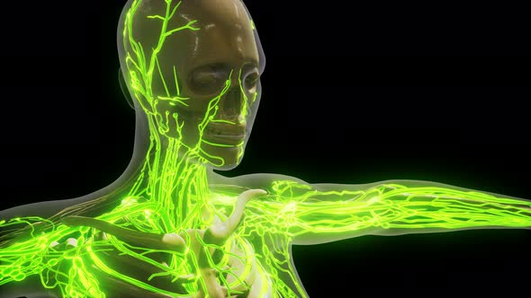 Science Anatomy of Human Blood Vessels alt