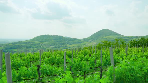 Beautiful Green Landscape of Hills and Vineyards