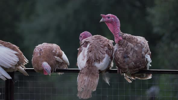 Four Turkeys Settled on the Fence for the Night in the Open Air.