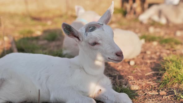 Baby goat resting in shade on warm day. Handheld. Close up.