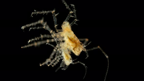 Isopoda Munna Sp. Under the Microscope, of the Family Munnidae