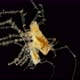 Isopoda Munna Sp. Under the Microscope, of the Family Munnidae - VideoHive Item for Sale