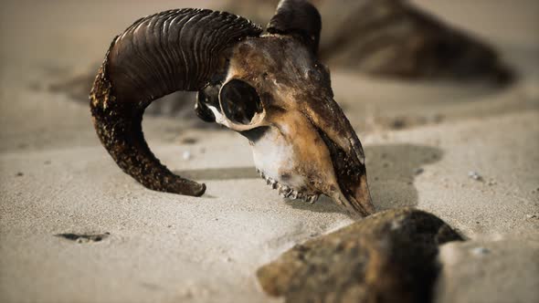 Skull with Ram Horns on the Beach