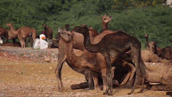 Camels at the Pushkar Fair, Also Called the Pushkar Camel Fair or Locally As Kartik Mela