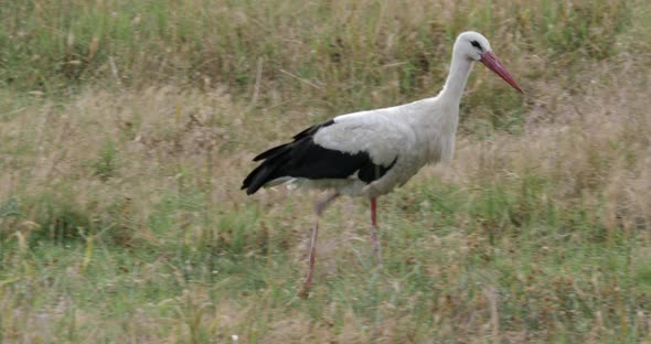 Stork Is Looking For Food In Green Grass