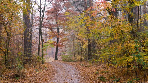 Autumn Forest Background Motion Cam