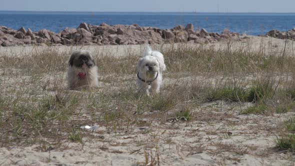 Furry Shih Tzu Dogs with Collars Run Along Sandy Meadow