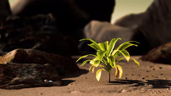 Green Plant at Sand Beach