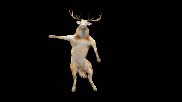 31 Deer Dancing HD