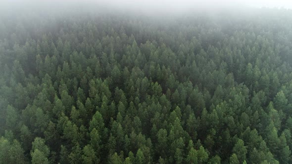 Misty Forest Aerial