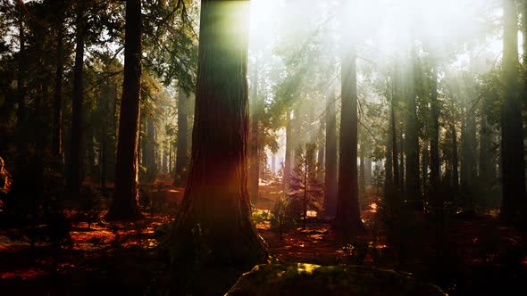 Giant Sequoias in the Giant Forest Grove in the Sequoia National Park