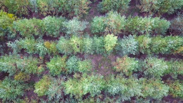 New Year's Trees Planted for Felling for the Holiday