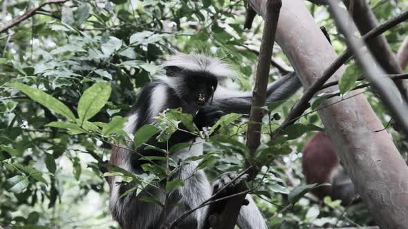 Red Colobus Monkey Sitting on Branch in Jozani Tropical Forest Zanzibar Africa