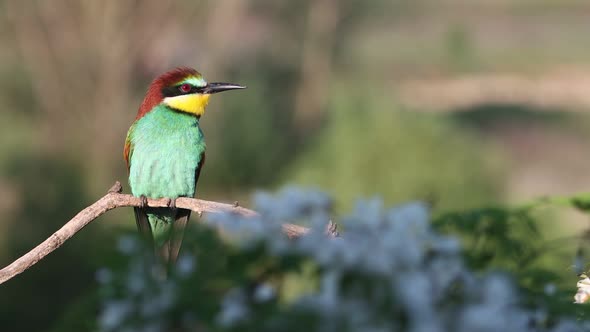 Beautiful Bird Sings on a Flowering Branch