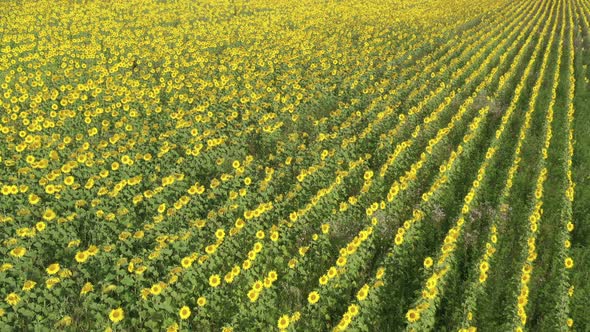 Flying Above Sunflower Helianthus Annuus Agricultural Field 4 K Drone Video