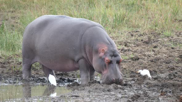 Hippo getting sleeping near a waterpool 