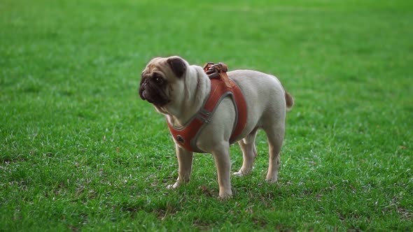 Portrait of a Pug Standing on Grass While Its Owner Wiping the Dog Face with Napkin