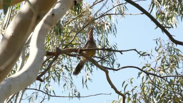 Native Australian Wattlebird singing on a gum tree. Perched on a branch along the Barwon River Geelo