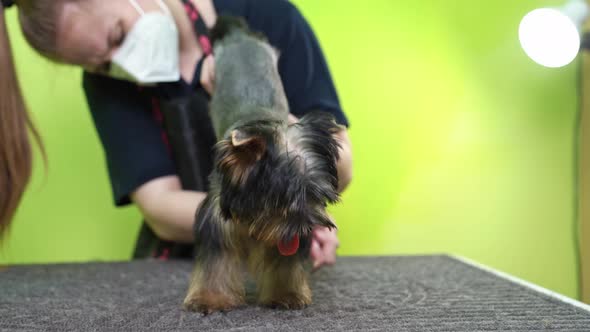 Groomer Combs the Comb of Yorkshire Terrier