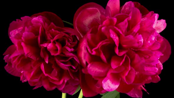 Time Lapse of Opening Two Beautiful Red Peony Flowers