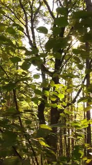 Vertical Video Trees in the Autumn Forest in the Afternoon