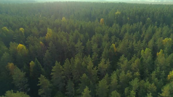 Wild Forest In The Morning Aerial Shot