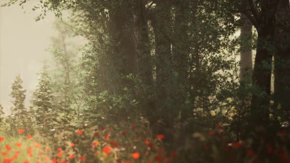 Clearing in the Forest in Sunny Summer Morning