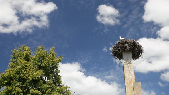 Storks Migratory Birds Offspring in Spring