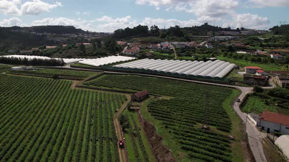 Workers Picking Blueberries in Blueberry Farm 4k