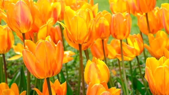 Bright Natural Background for your Projects From Bright Orange Tulip Flowers Against the Background