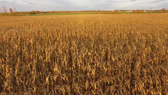 Beautiful golden corn field at sunset in Canada. Aerial view tracking