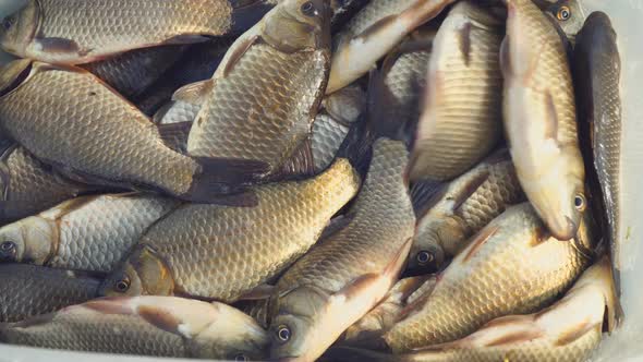 View of Jumping Freshly Caught Crucians