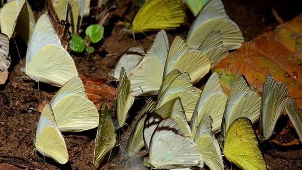 A zoom out of these yellow butterflies swarming under the morning sun, Kaeng Krachan National Park,