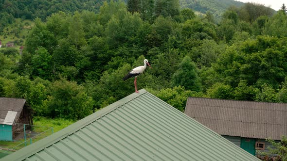 Aerial Drone View Stork in the Roof V5